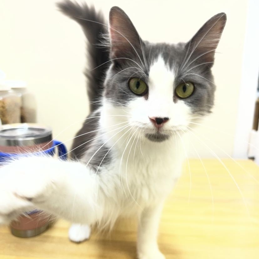 Tina, Adoptable, Adult Female Domestic Short Hair.