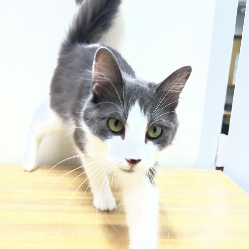 Tina, a Adoptable mixed breed in Upper Sandusky, OH image 2/4