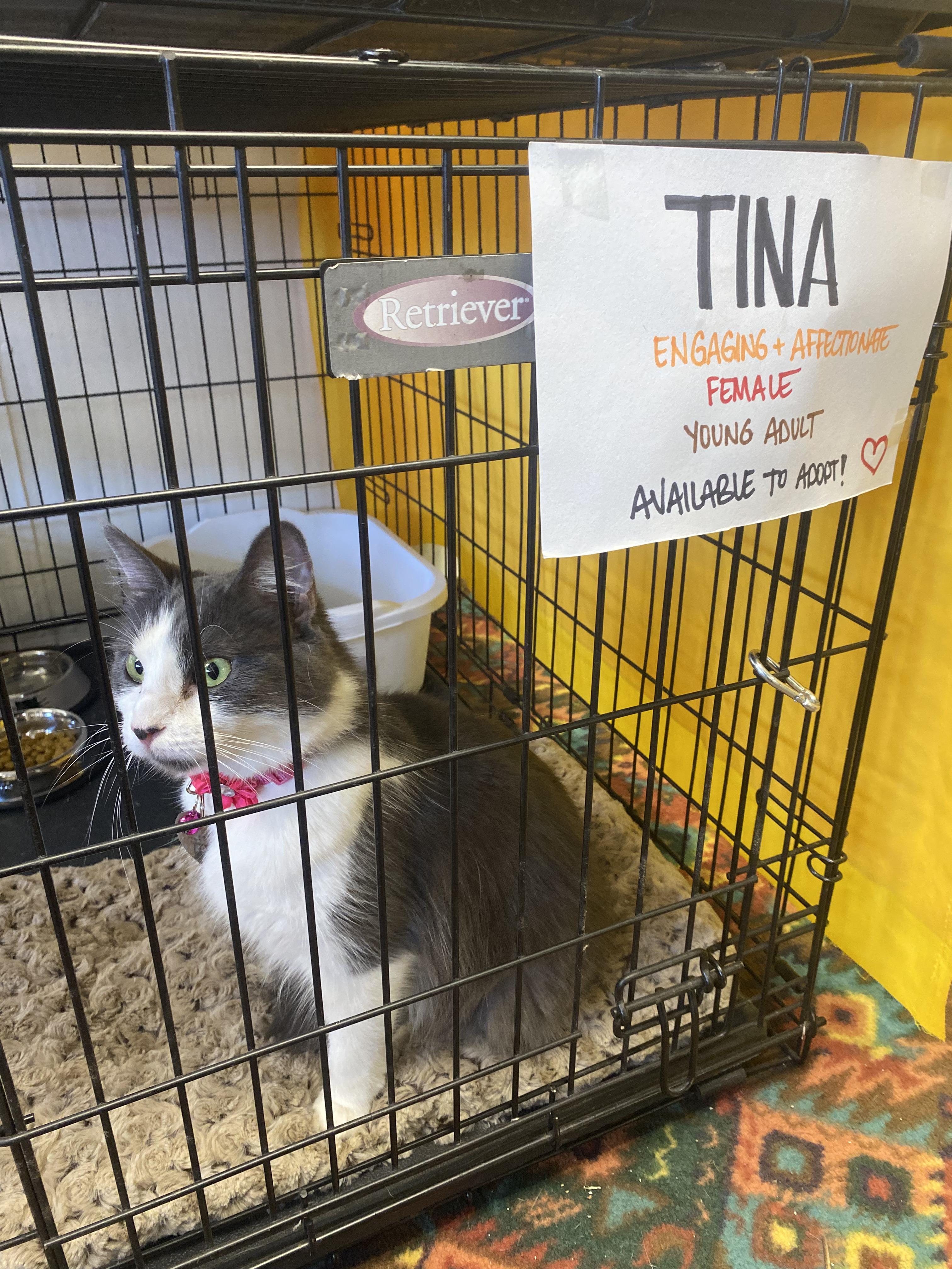 Enlarge Tina, a Adoptable mixed breed in Upper Sandusky, OH image 5/5