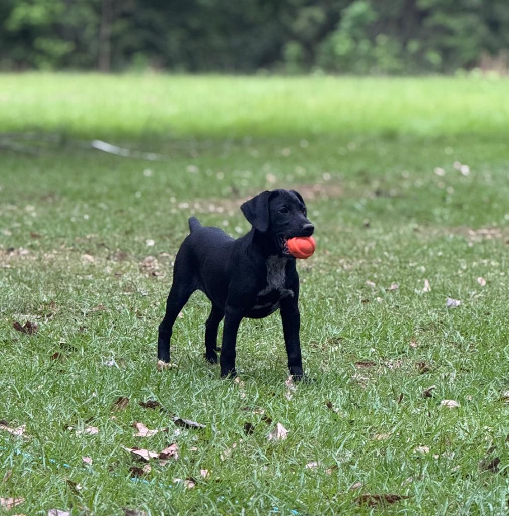 Millie, Adoptable, Puppy Female Labrador Retriever & Mixed Breed.