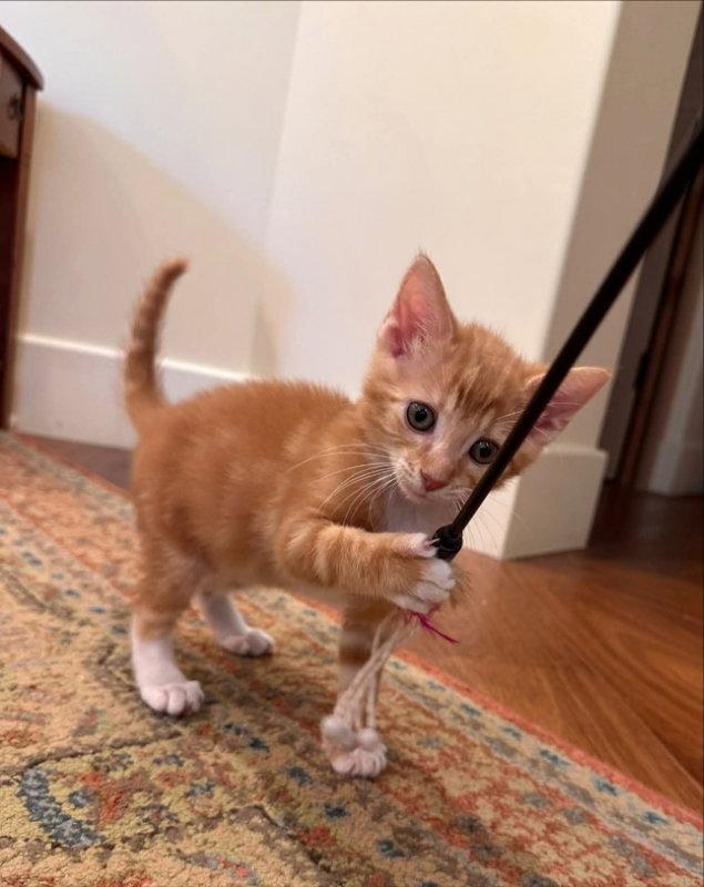 Tangerine, Adopted, Young Male Tabby.