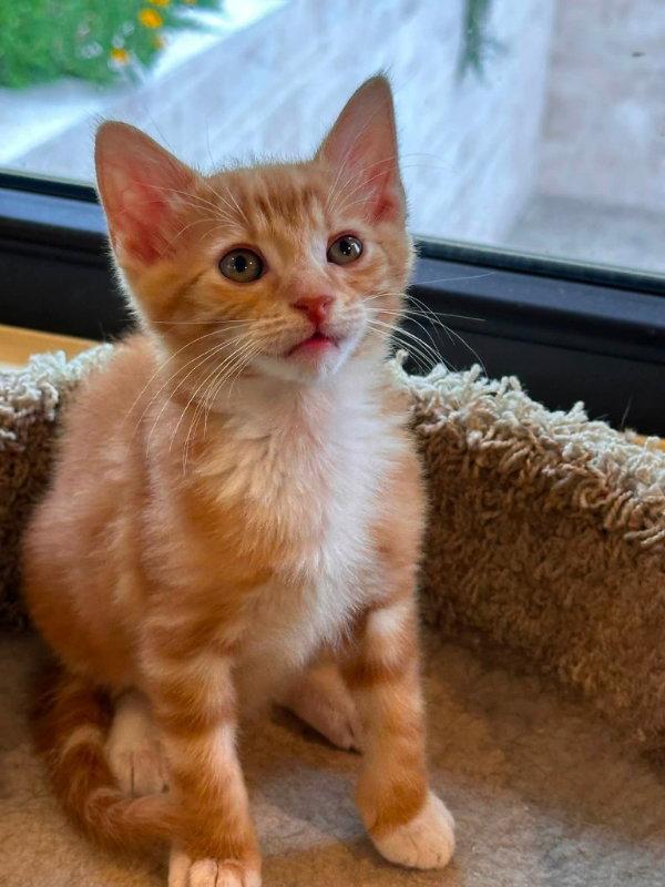 Tangerine, a Adopted Tabby in Knoxville, TN image 2/3