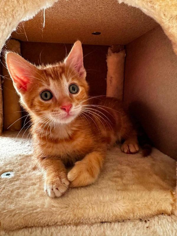 Tangerine, a Adopted Tabby in Knoxville, TN image 3/3