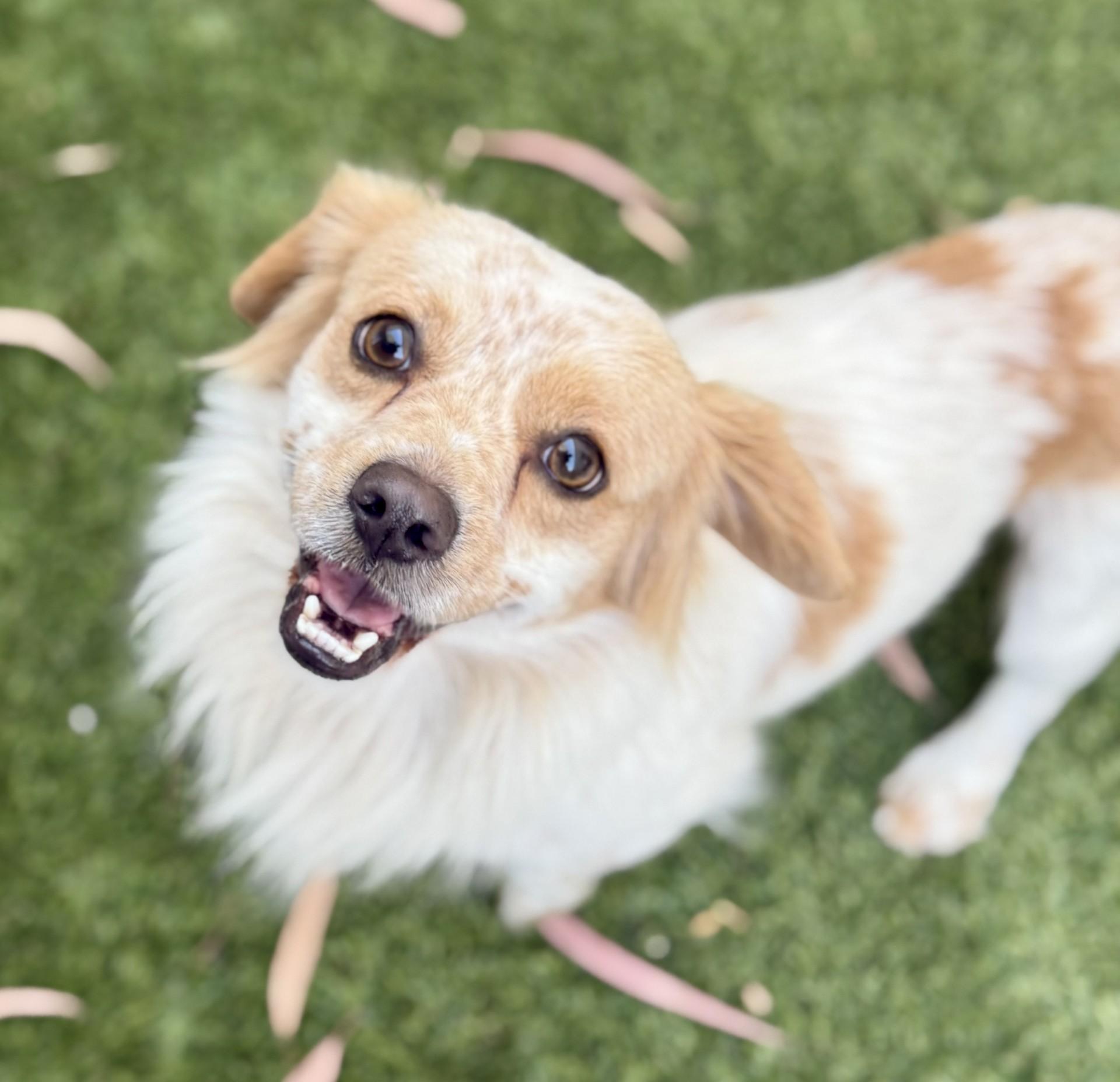 Barry, a Adoptable mixed breed in Los Alamitos, CA image 1/6