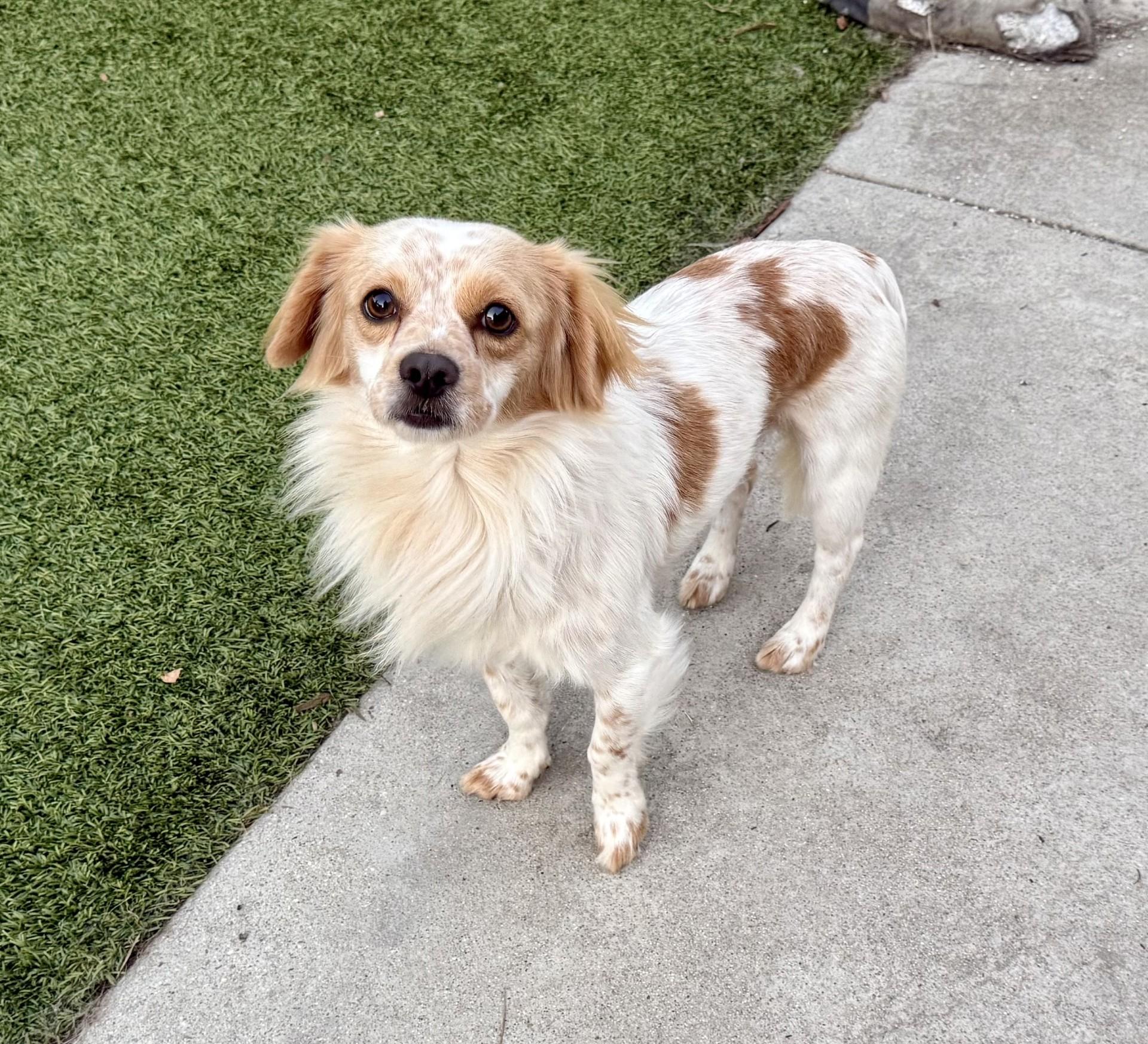 Barry, a Adoptable mixed breed in Los Alamitos, CA image 2/6