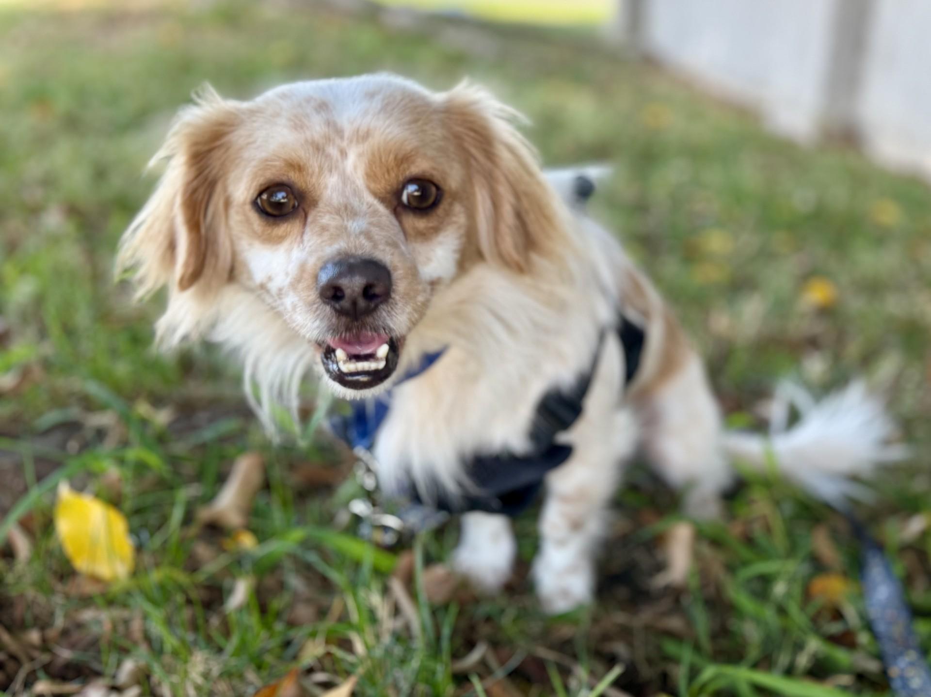 Enlarge Barry, a Adoptable mixed breed in Los Alamitos, CA image 2/6