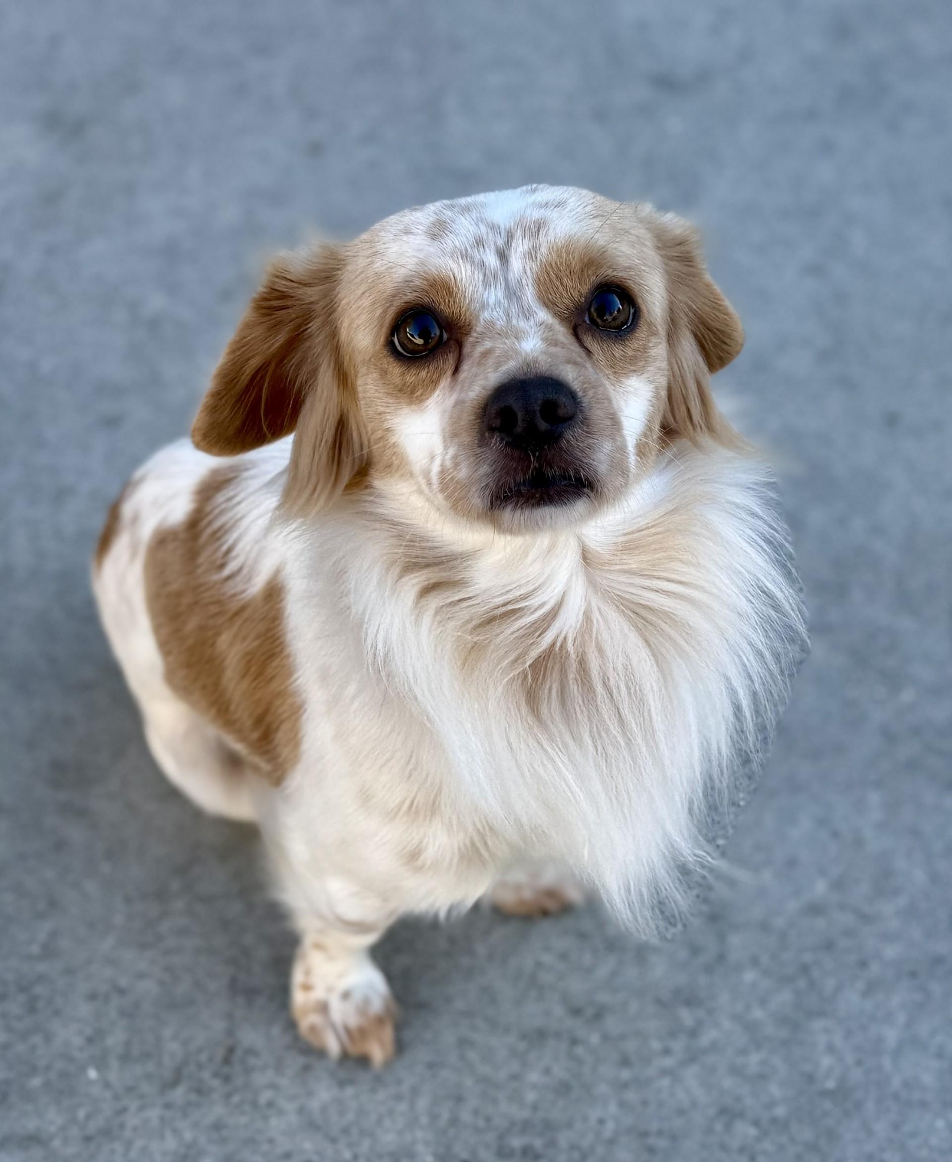 Barry, a Adoptable mixed breed in Los Alamitos, CA image 3/6