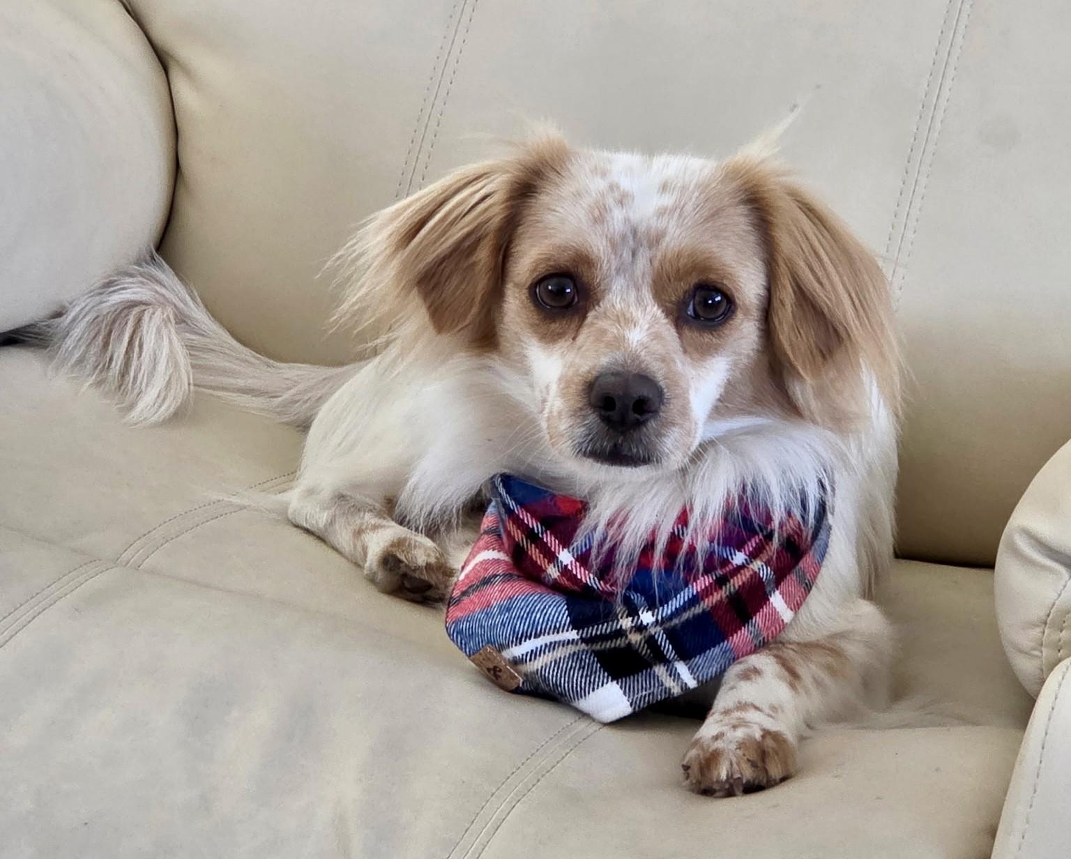 Barry, Adoptable, Young Male Jack Russell Terrier & Spaniel.