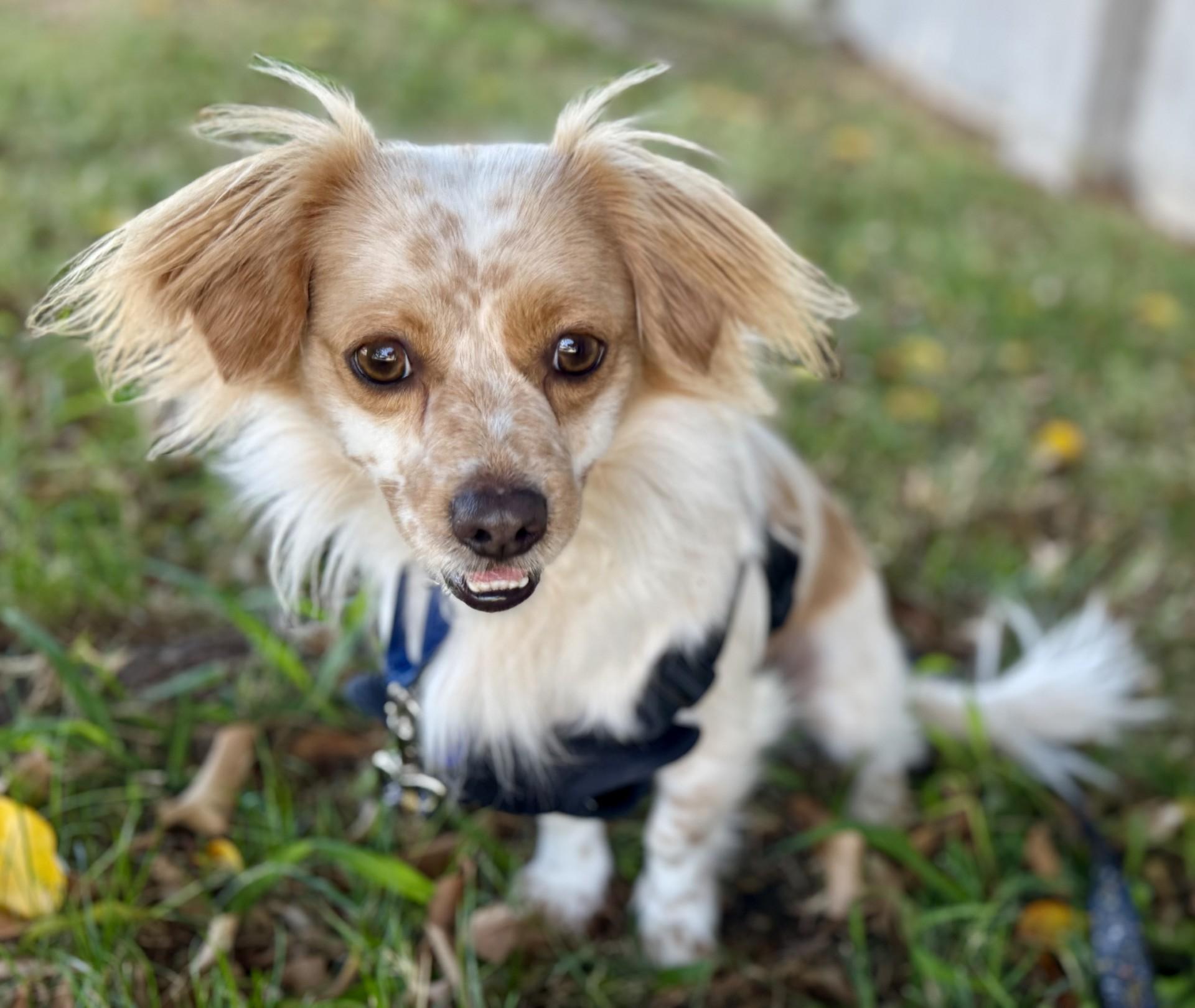 Enlarge Barry, a Adoptable mixed breed in Los Alamitos, CA image 6/6