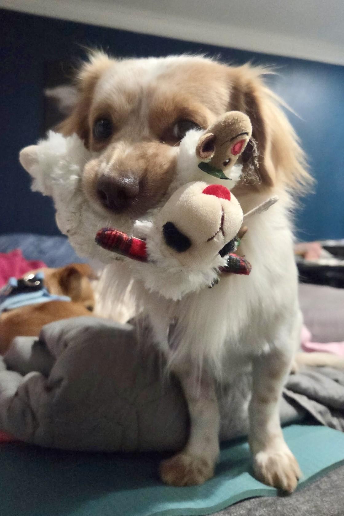 Barry, Adoptable, Young Male Jack Russell Terrier & Spaniel.