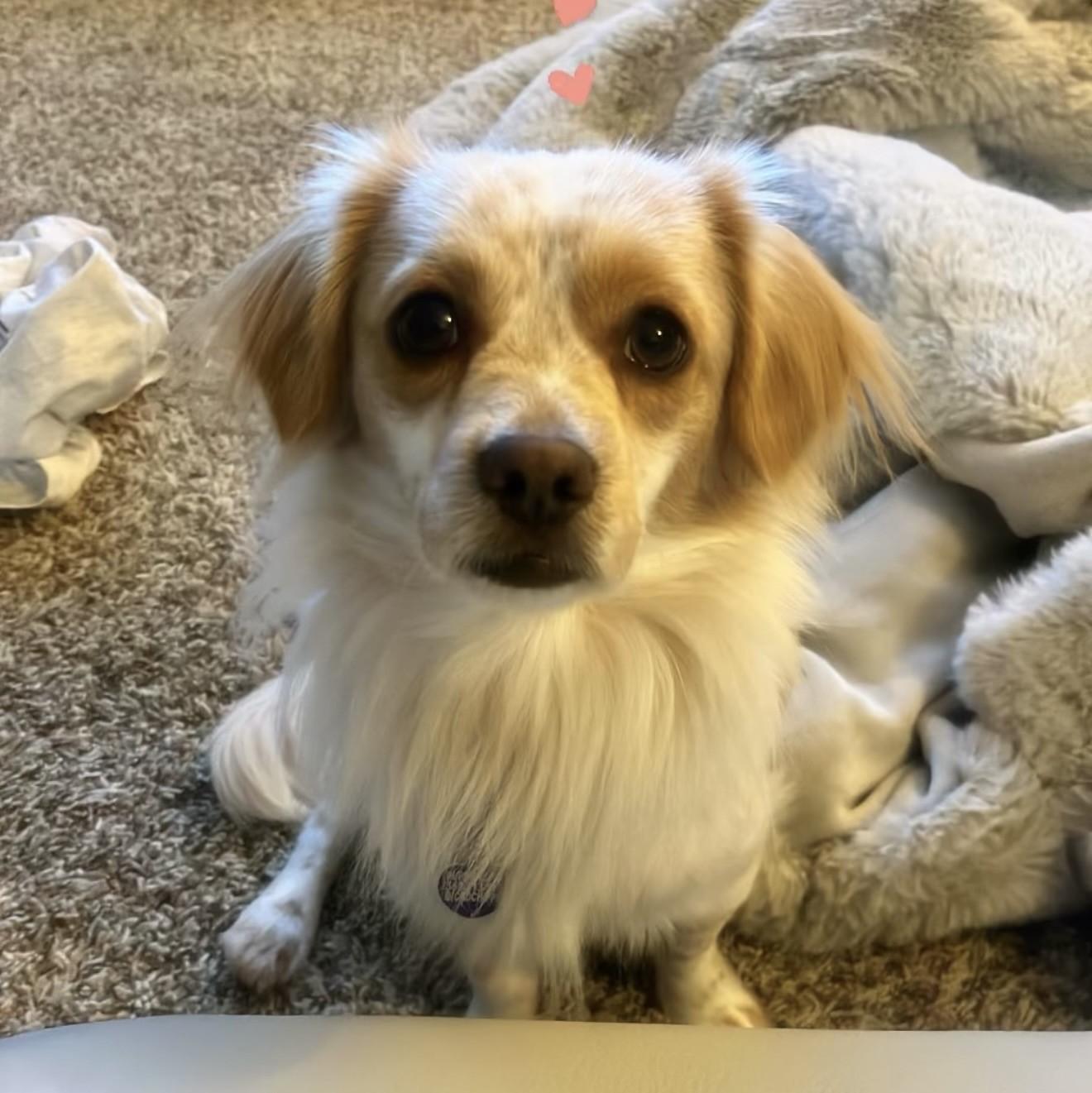 Enlarge Barry, a Adoptable mixed breed in Los Alamitos, CA image 2/6