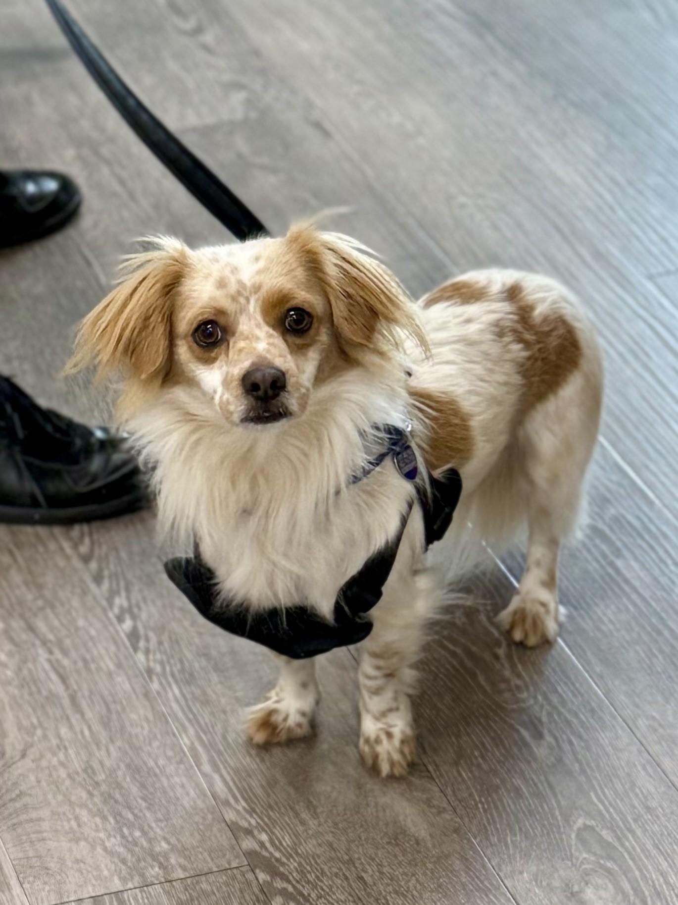 Enlarge Barry, a Adoptable mixed breed in Los Alamitos, CA image 5/6