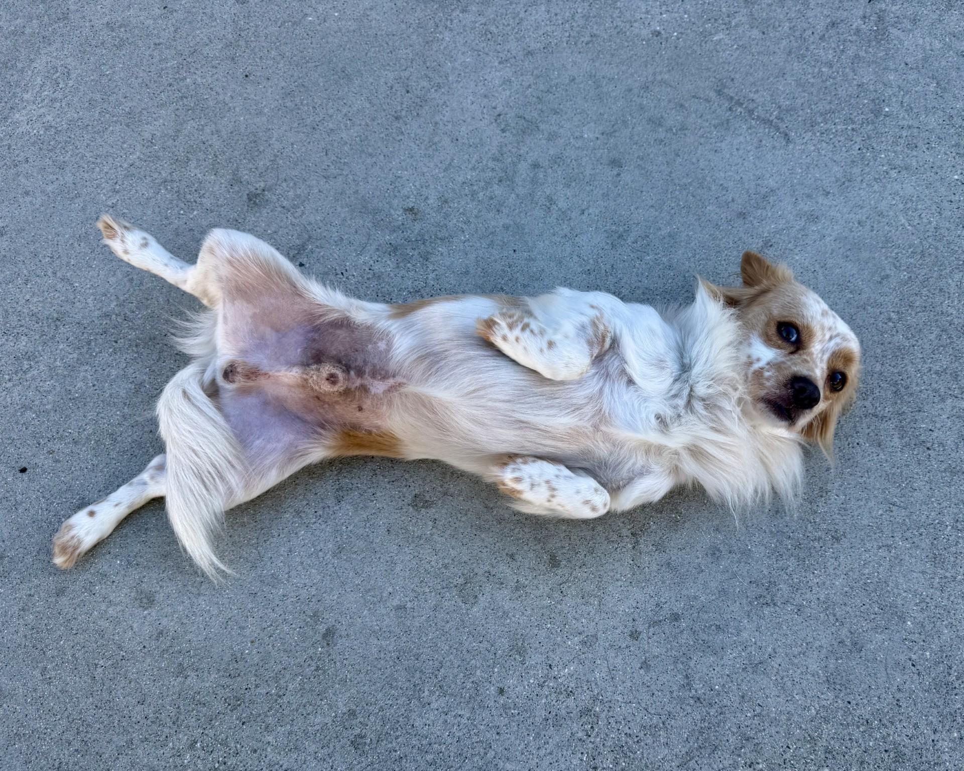 Barry, a Adoptable mixed breed in Los Alamitos, CA image 5/6