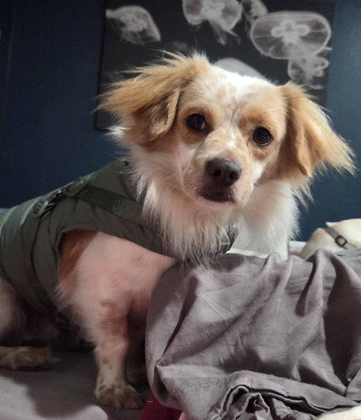 Barry, a Adoptable mixed breed in Los Alamitos, CA image 6/6