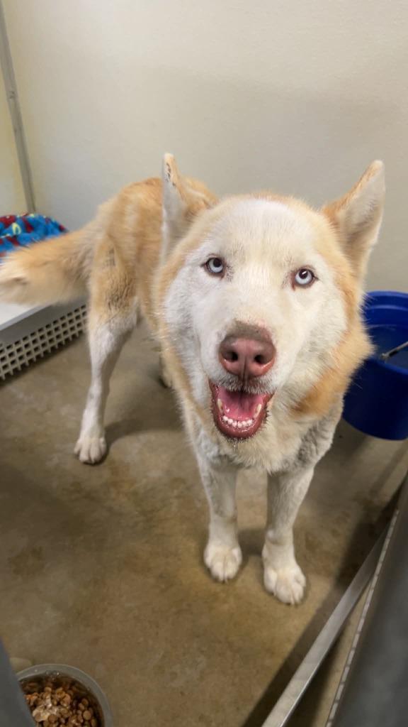 Max, Adoptable, Adult Male Husky.