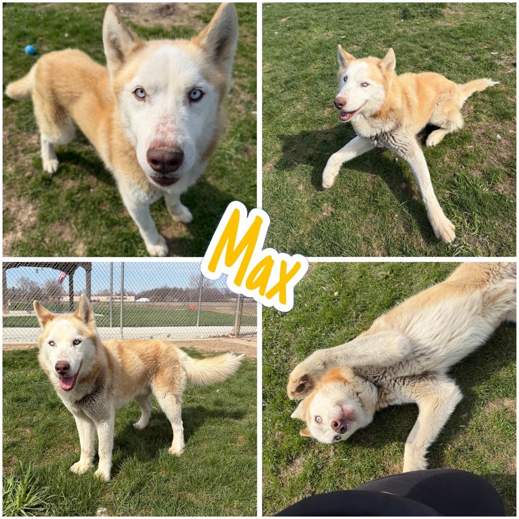 Enlarge Max, a Adoptable mixed breed in Pierceton, IN image 2/6