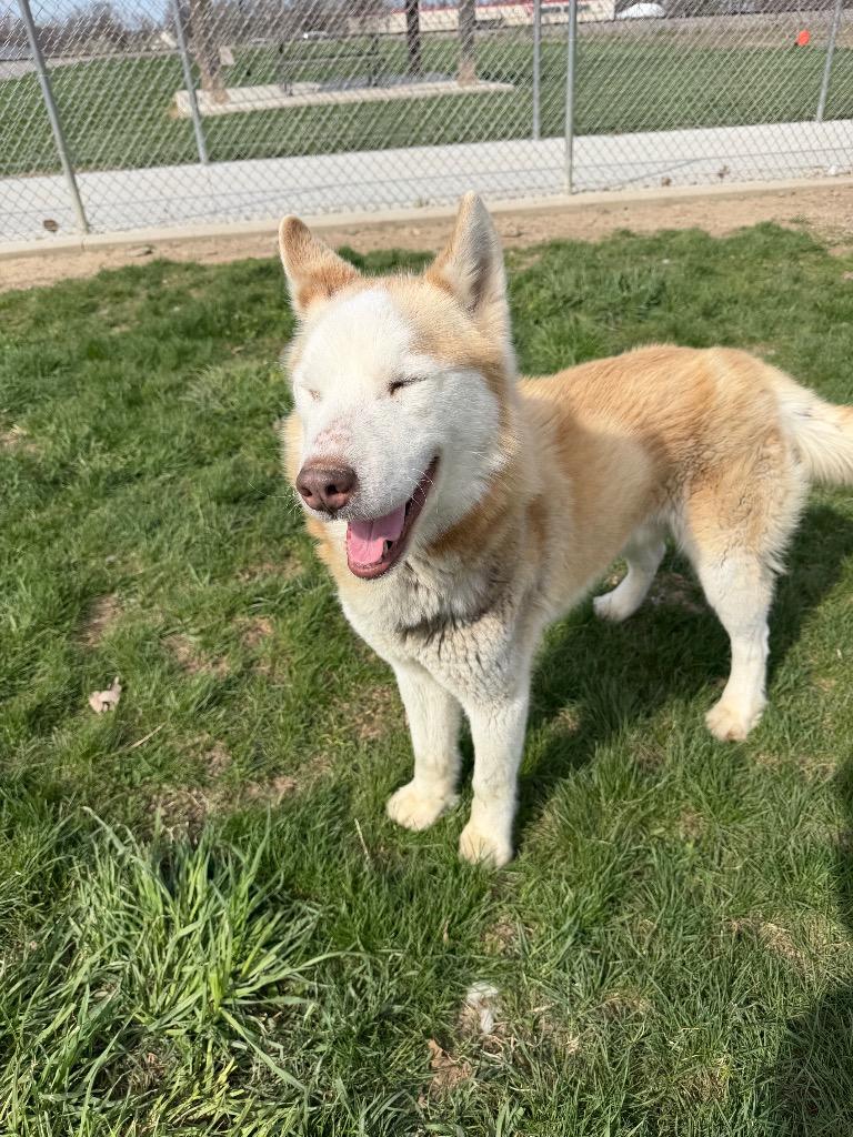 Enlarge Max, a Adoptable mixed breed in Pierceton, IN image 3/6