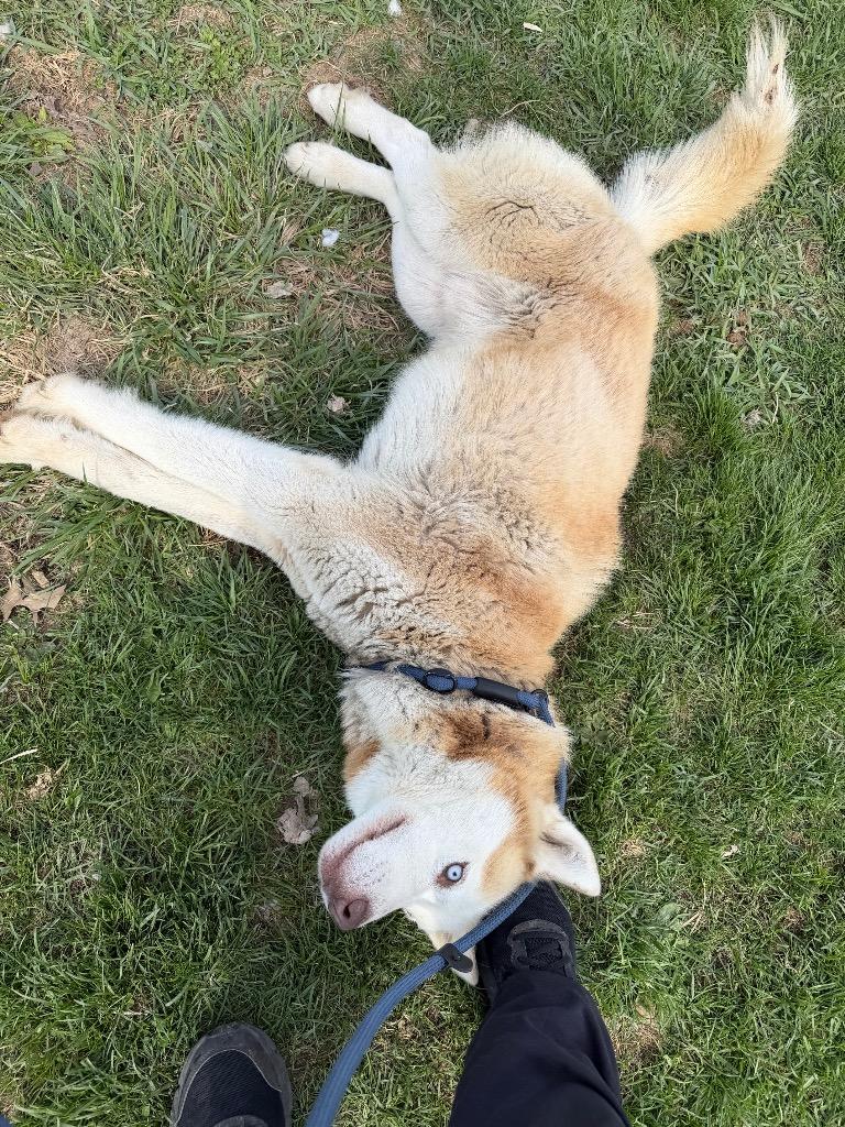 Enlarge Max, a Adoptable mixed breed in Pierceton, IN image 4/6