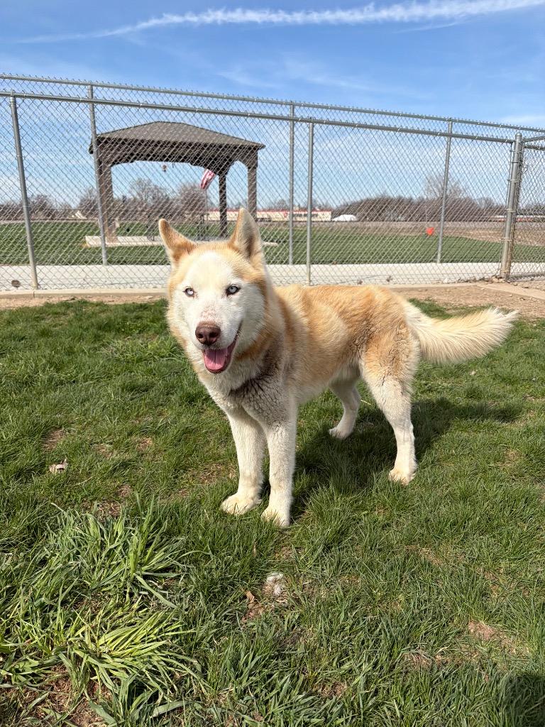 Enlarge Max, a Adoptable mixed breed in Pierceton, IN image 5/6
