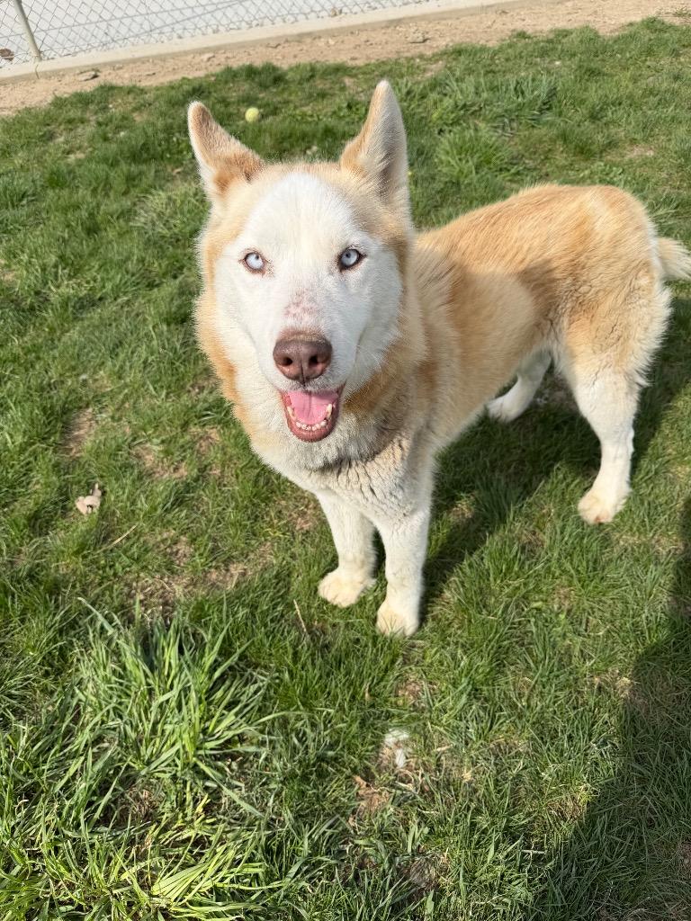 Enlarge Max, a Adoptable mixed breed in Pierceton, IN image 6/6