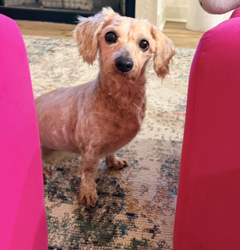 Molly, ADOPTABLE, Adult Female Poodle.