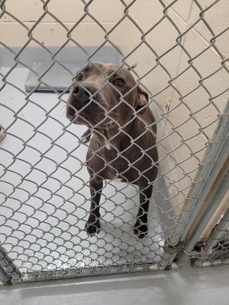 In Foster (c) Merlin, Adoptable, Adult Male Pit Bull Terrier.