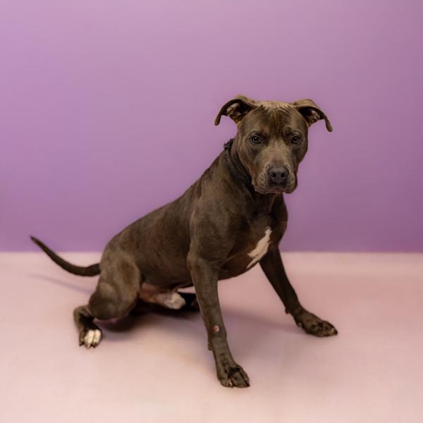 In Foster (c) Merlin, a Adoptable mixed breed in Lawrenceville, GA image 2/2
