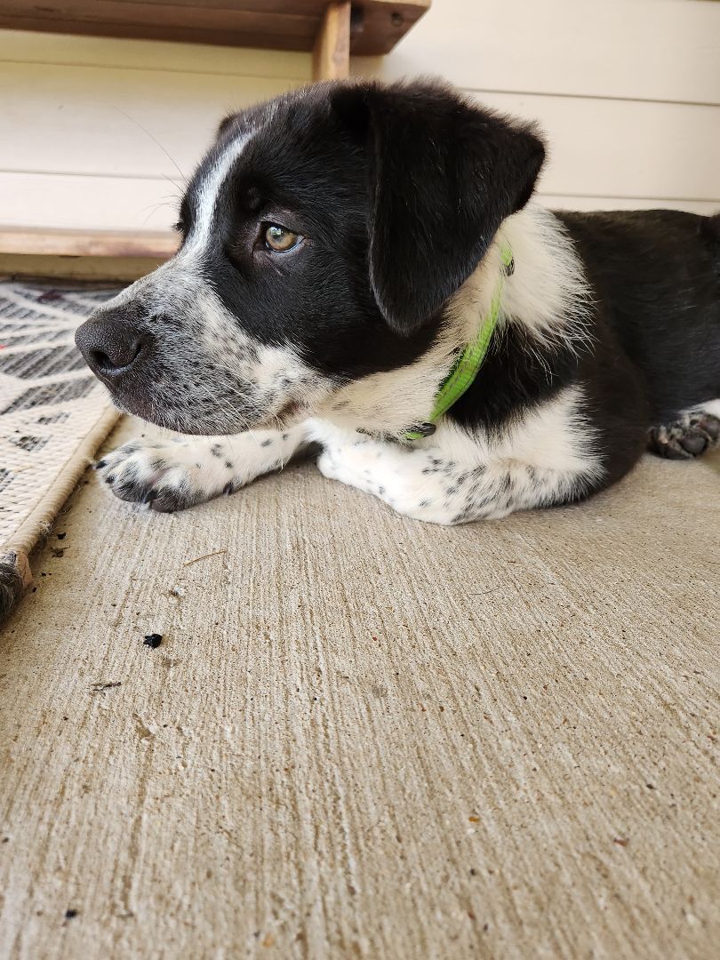 Theodore, Adopted, Puppy Male Australian Cattle Dog / Blue Heeler.