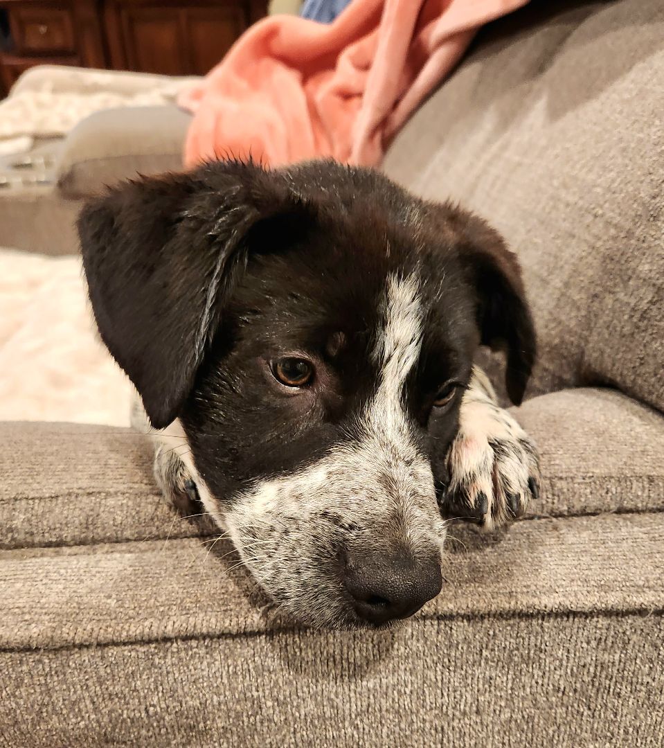 Enlarge Theodore, a Adopted mixed breed in Killeen, TX image 4/12