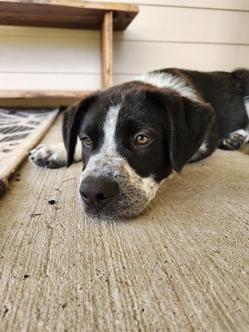 Enlarge Theodore, a Adopted mixed breed in Killeen, TX image 5/12