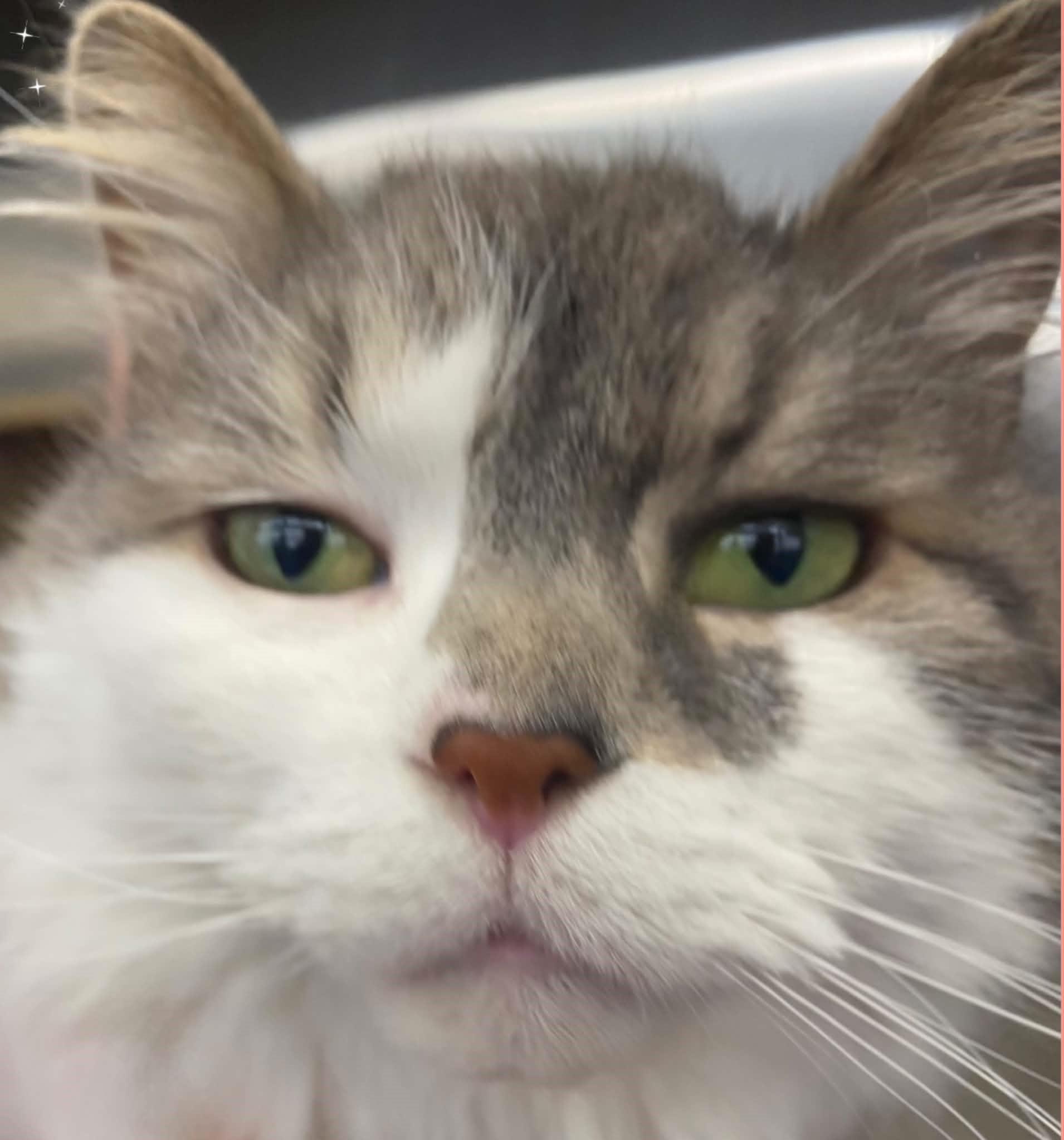 Enlarge Queenie, a Adoptable mixed breed in Linwood, MI image 5/5
