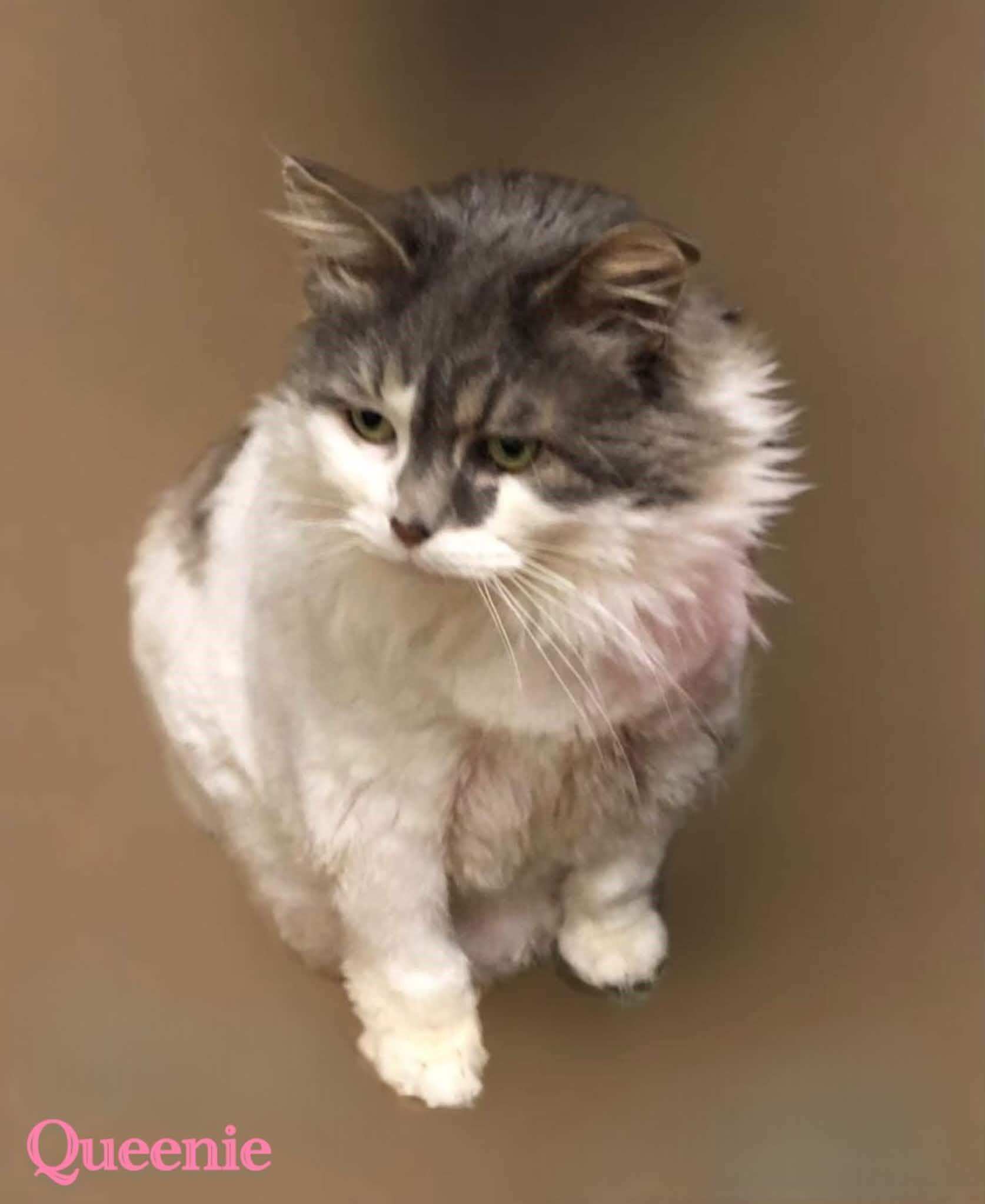 Enlarge Queenie, a Adoptable mixed breed in Linwood, MI image 1/5