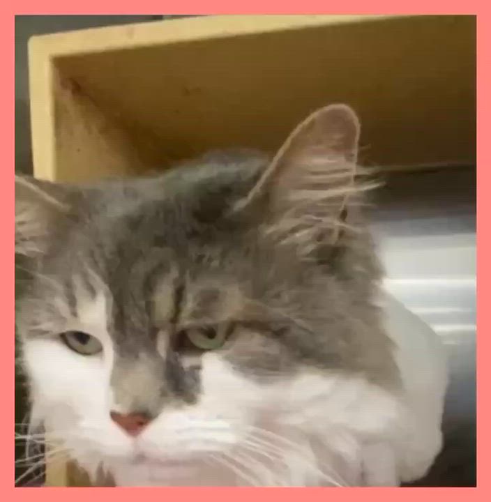 Enlarge Queenie, a ADOPTABLE mixed breed in Linwood, MI video 1/3