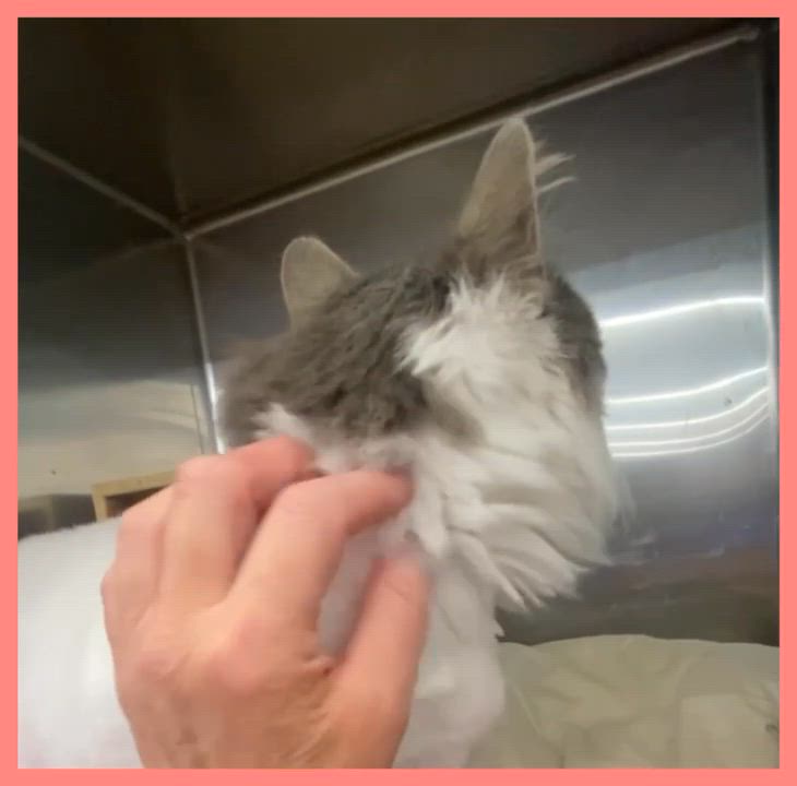 Enlarge Queenie, a ADOPTABLE mixed breed in Linwood, MI video 2/3