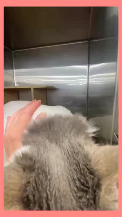 Enlarge Queenie, a ADOPTABLE mixed breed in Linwood, MI video 3/3