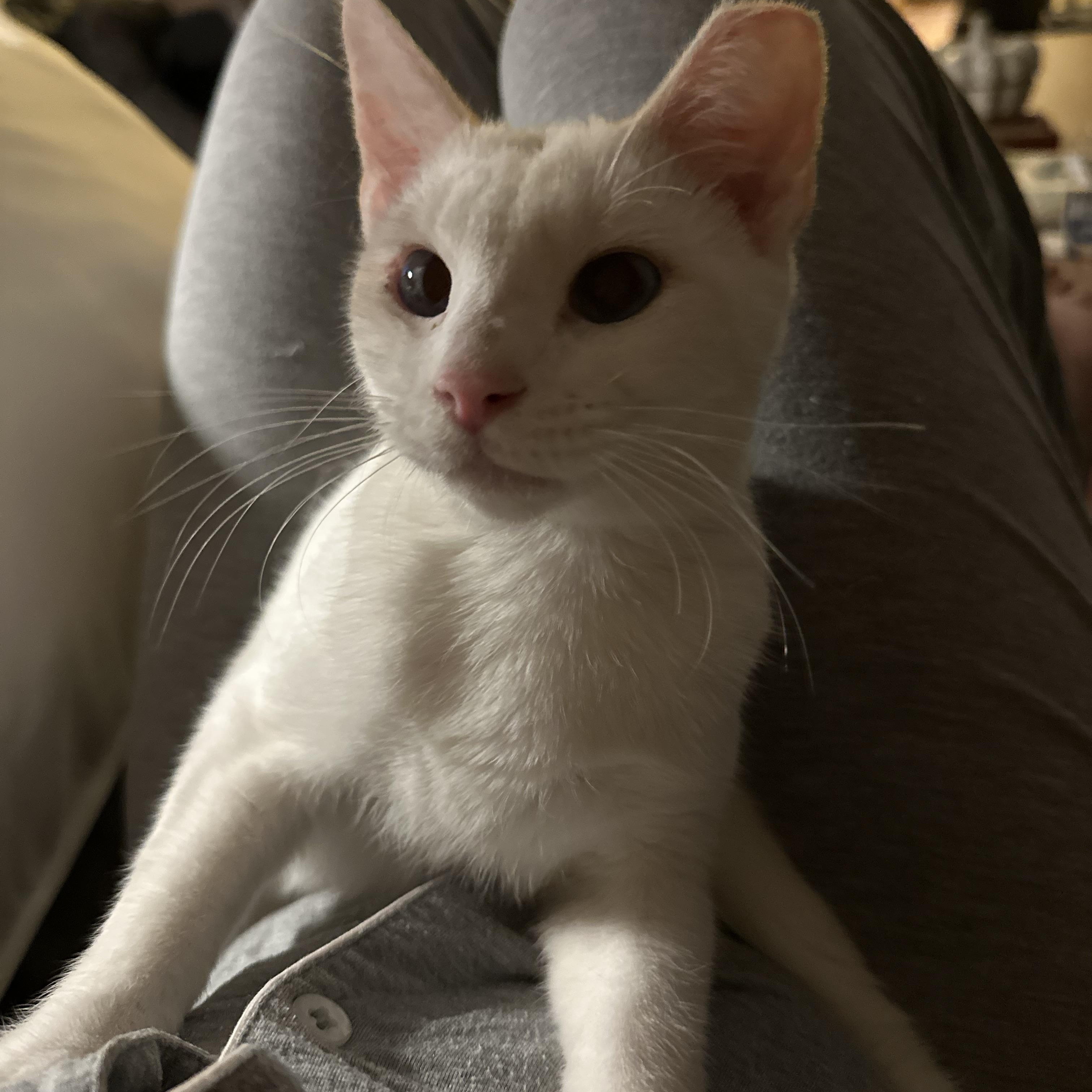 Aurelius (Aurie) - AB