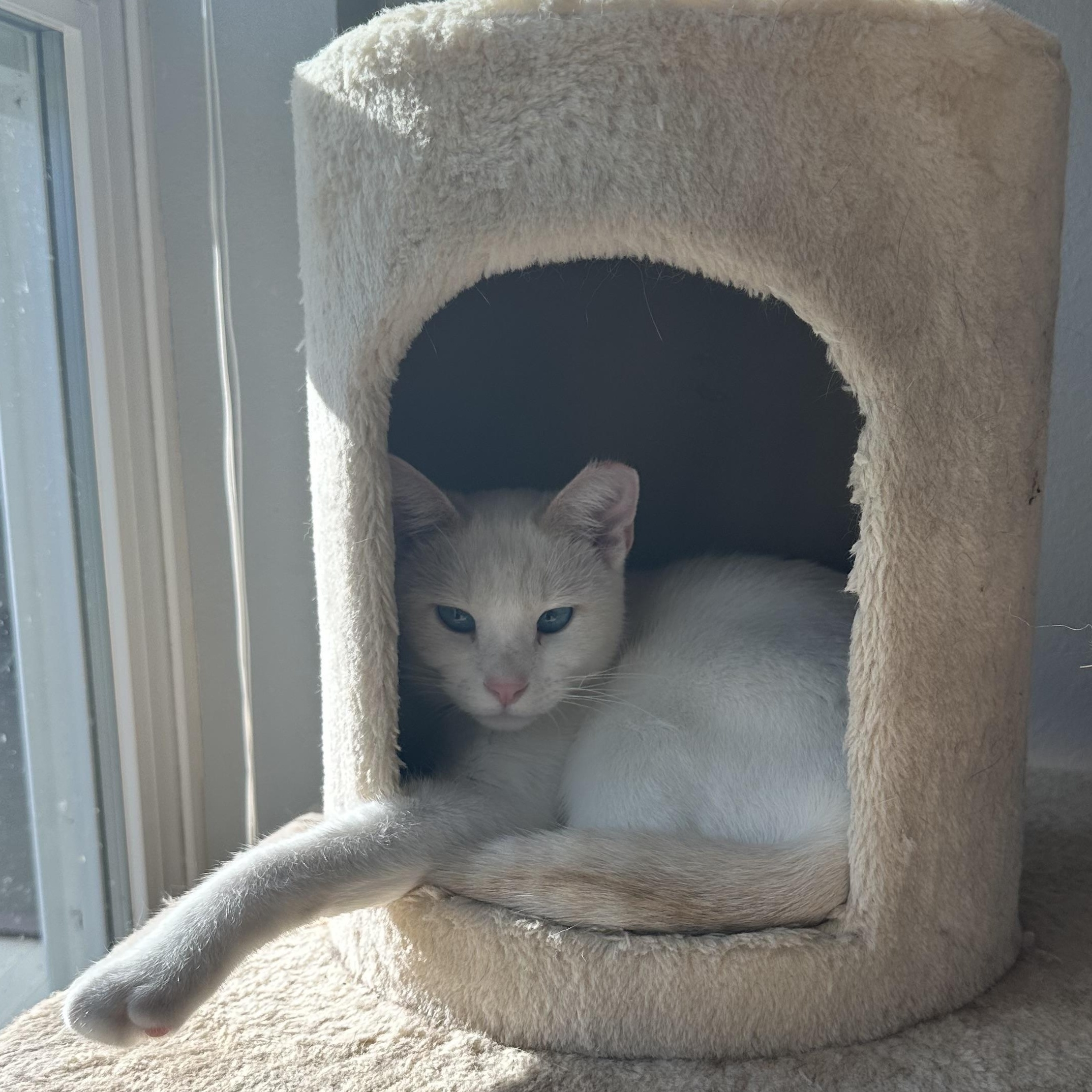 Aurelius (Aurie) - AB