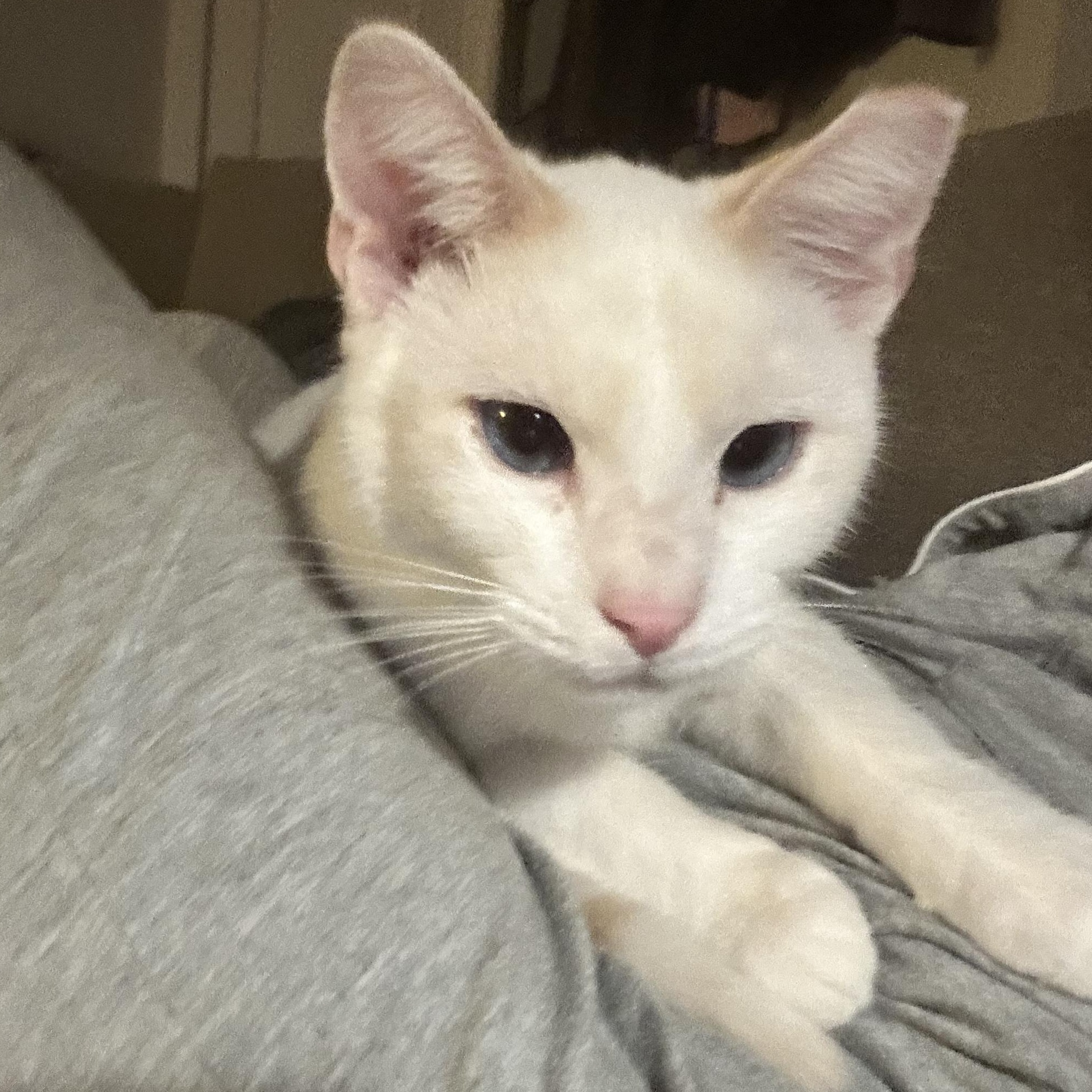 Aurelius (Aurie) - AB