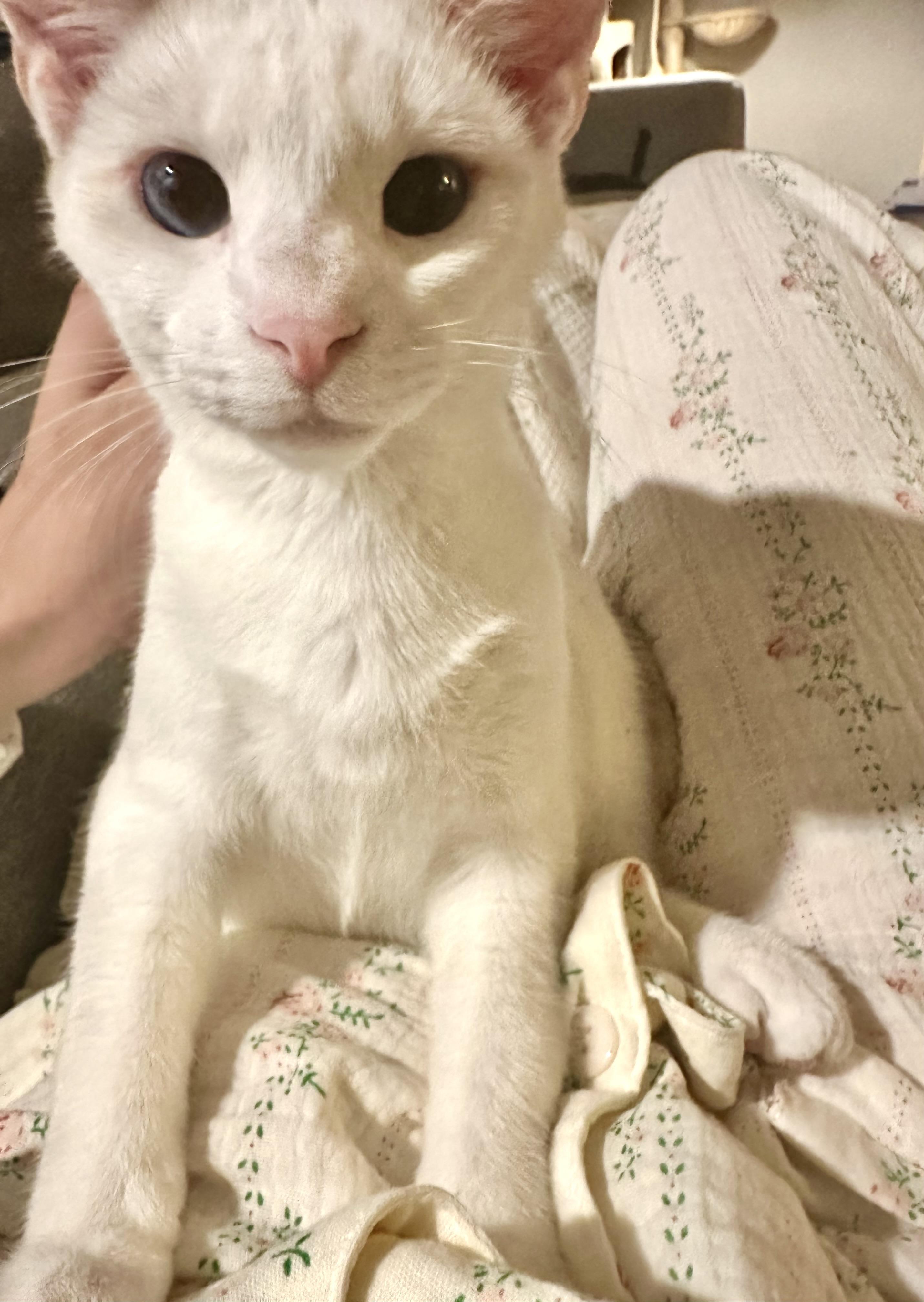 Aurelius (Aurie) - AB