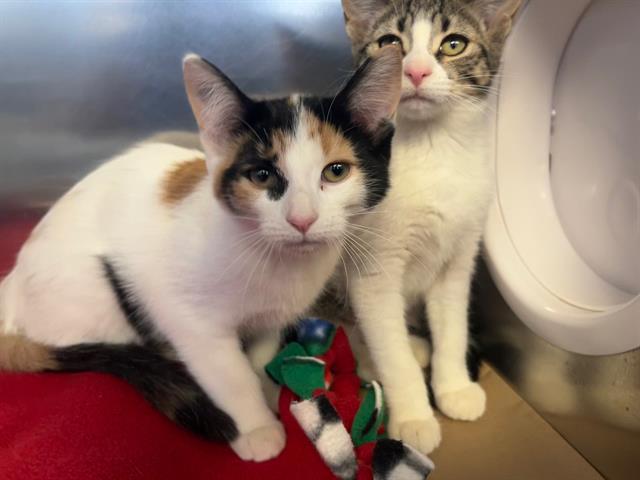 Enlarge SUMMER, a Adoptable Domestic Short Hair in Toronto, ON image 1/1