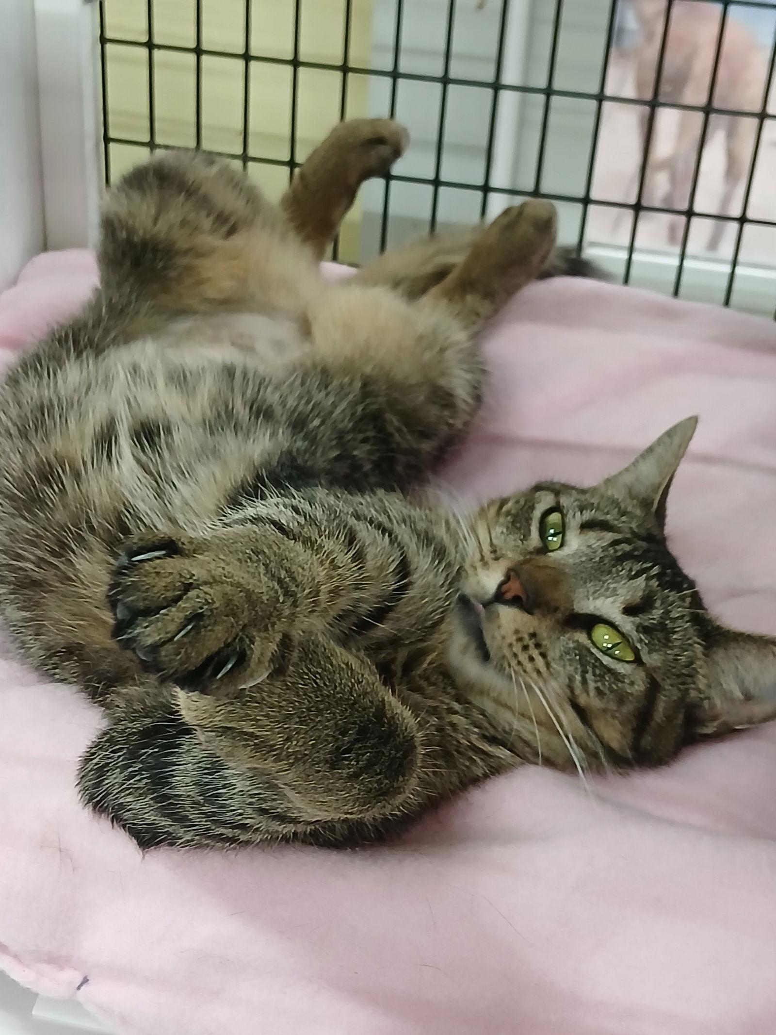 Nadine, Adoptable, Young Female Domestic Short Hair.