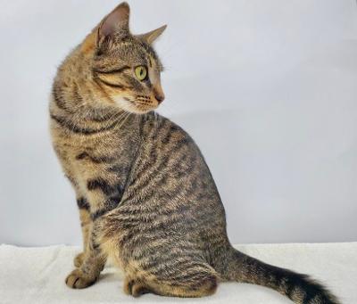 Nadine, Adoptable, Young Female Domestic Short Hair.