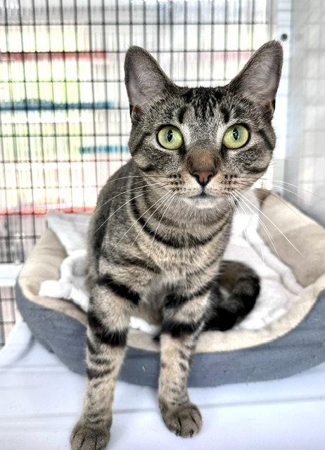 Enlarge Nadine, a Adoptable Domestic Short Hair in Winton, NC image 3/3