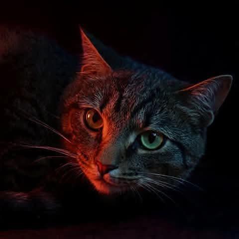 Sapphire -  Fee Fully Sponsored, in Herndon, VA, Adoptable, Adult Female Domestic Short Hair.