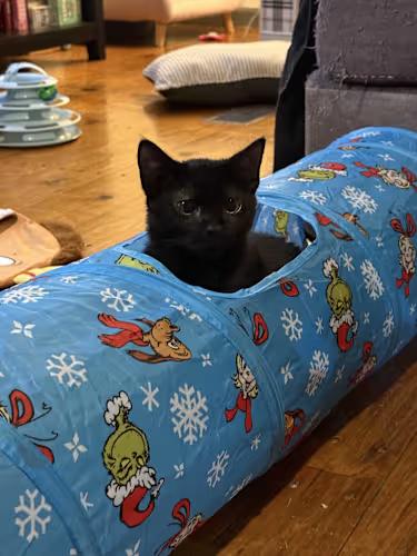 Penne, ADOPTABLE, Kitten Female Domestic Short Hair.