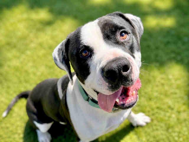 Enlarge DARY, a Adoptable Pit Bull Terrier in Bonita, CA image 1/1