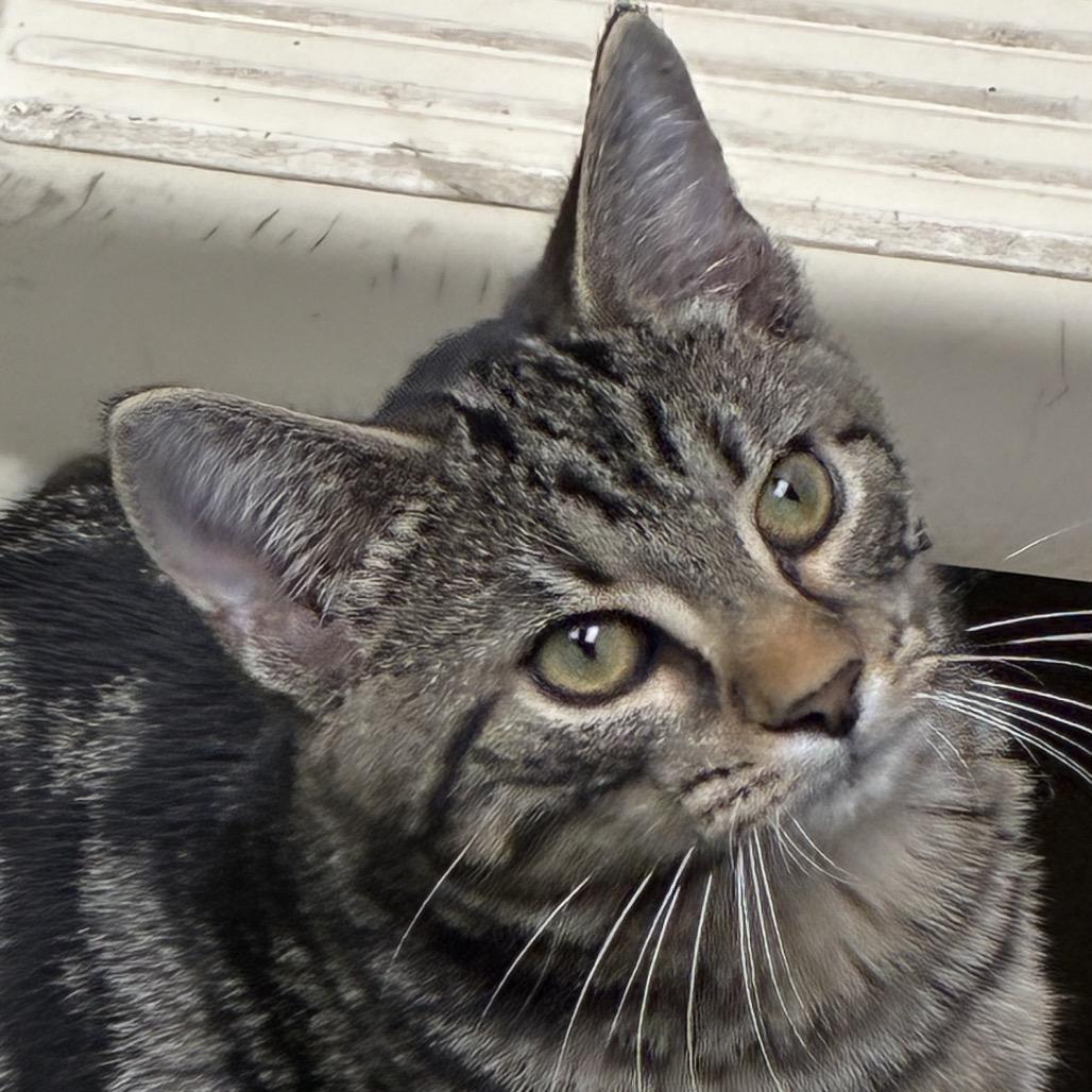 Smoke, Adoptable, Kitten Male Domestic Short Hair.