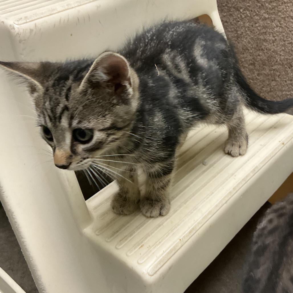 Smoke, Adoptable, Kitten Male Domestic Short Hair.