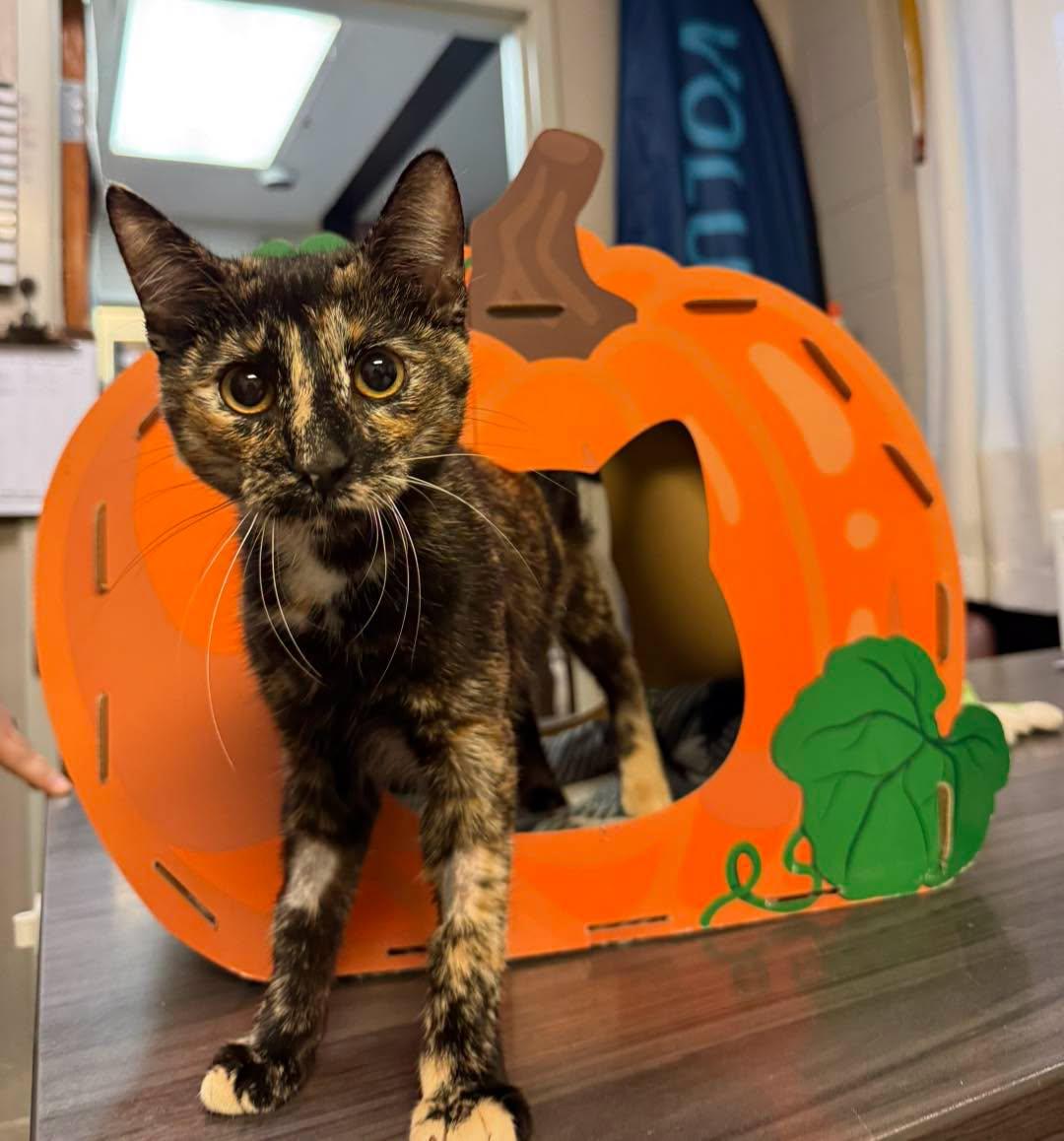 Clover, Adoptable, Young Female Domestic Short Hair.