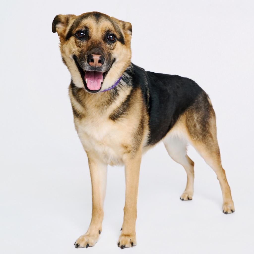 Enlarge Sparkler, a Adoptable mixed breed in Fayetteville, AR image 1/6
